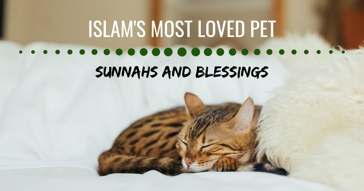 Cancelled Cat Adoption Event Islam S Most Loved Pet Save Life
